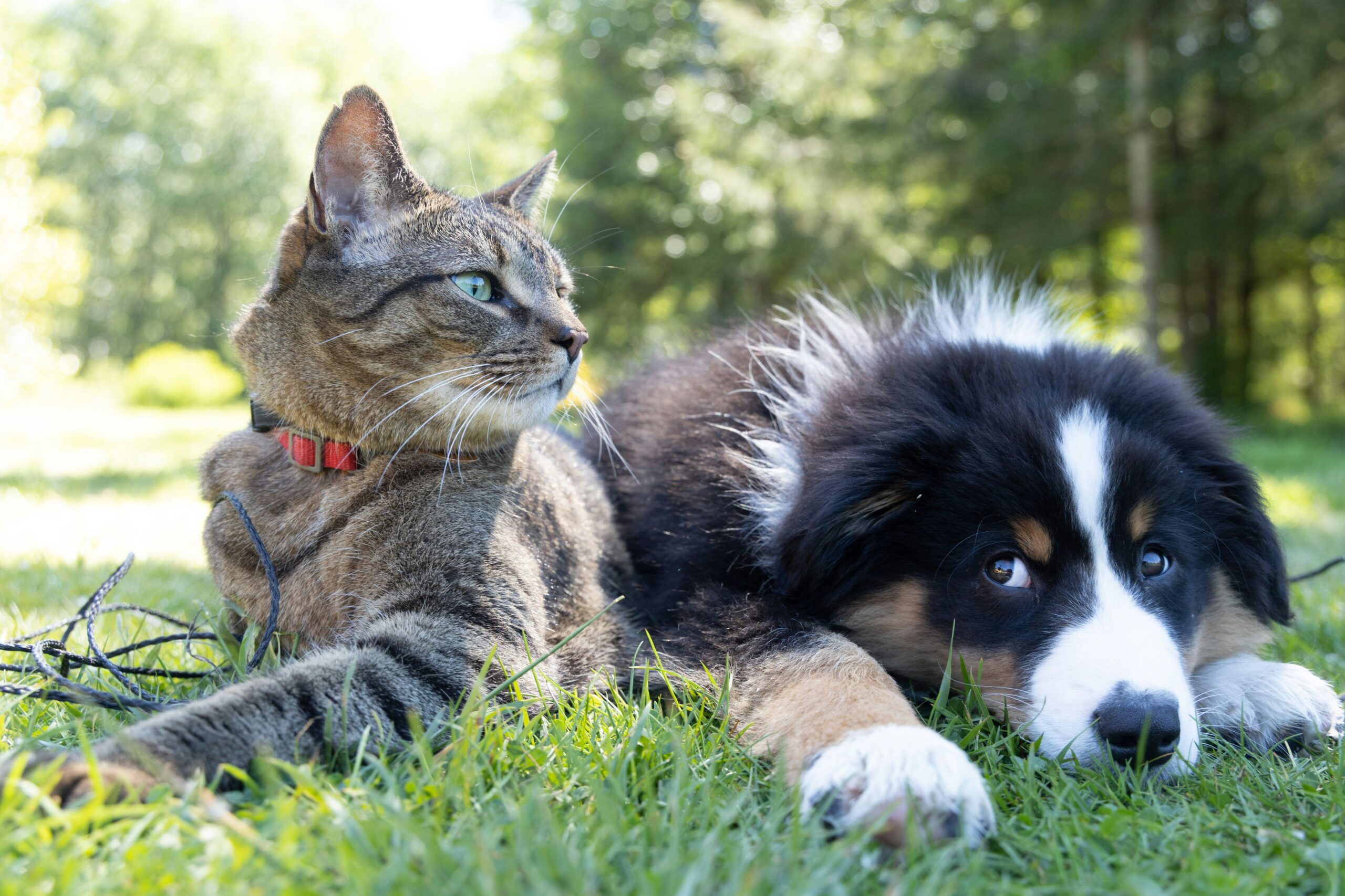 How to Handle Pets During Divorce
