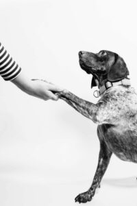 How to Handle Pets During Divorce
