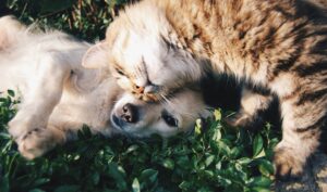 How to Handle Pets During Divorce